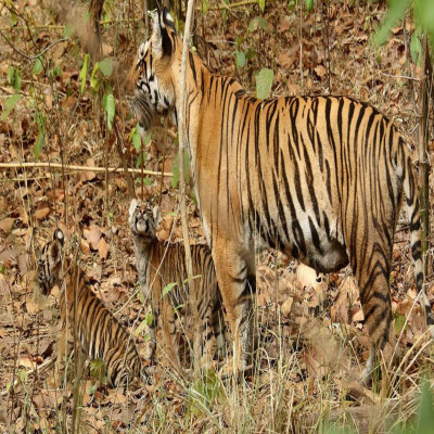 Kanha Tiger Reserve Trip